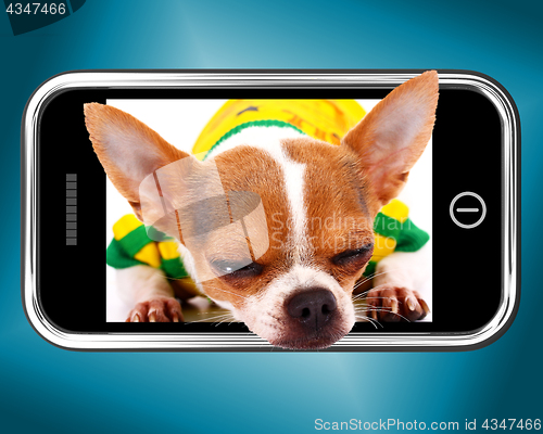 Image of Small Chihuahua Dog Photo On Mobile Phone
