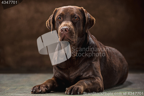 Image of The portrait of a black Labrador dog taken against a dark backdrop.