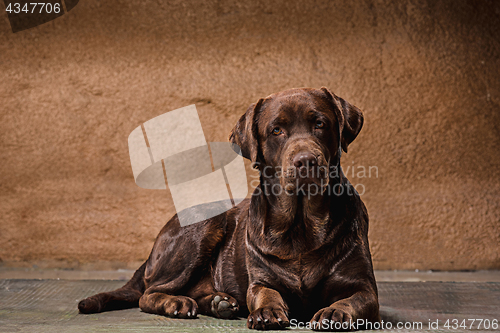 Image of The portrait of a black Labrador dog taken against a dark backdrop.