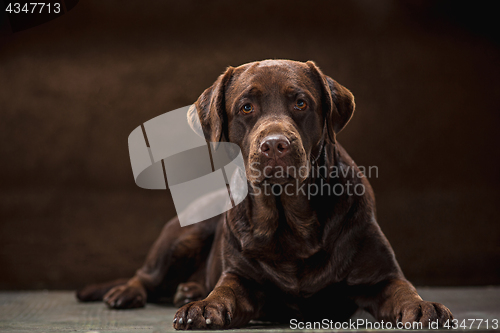 Image of The portrait of a black Labrador dog taken against a dark backdrop.