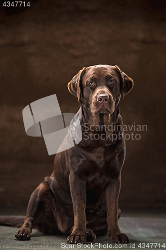 Image of The portrait of a black Labrador dog taken against a dark backdrop.