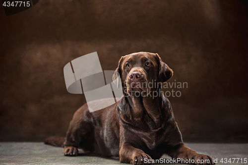 Image of The portrait of a black Labrador dog taken against a dark backdrop.