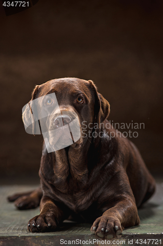 Image of The portrait of a black Labrador dog taken against a dark backdrop.