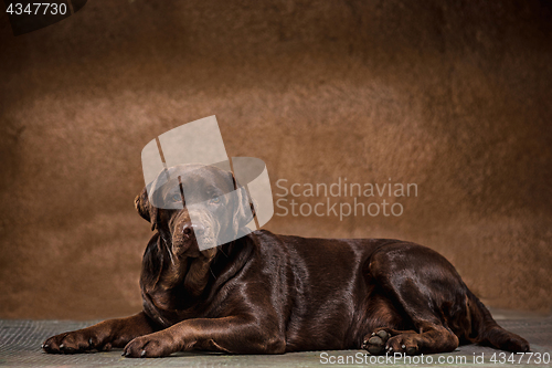 Image of The portrait of a black Labrador dog taken against a dark backdrop.