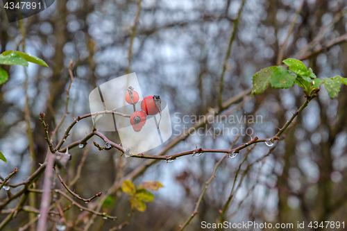 Image of Berries hips