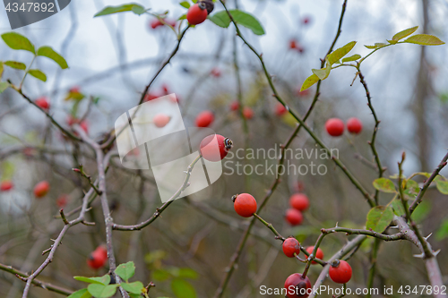 Image of Berries hips