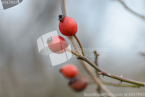 Image of The berries hips
