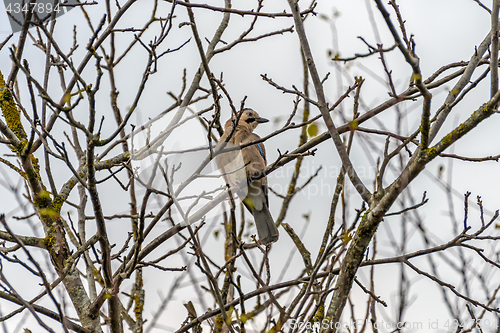 Image of Jay on a branch