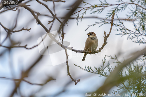 Image of Sparrow on a branch