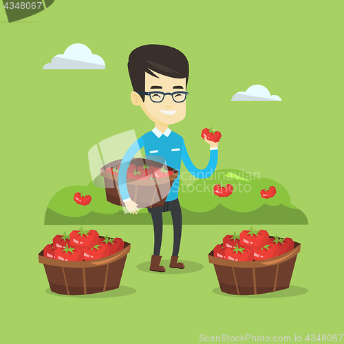 Image of Farmer collecting tomatos vector illustration.