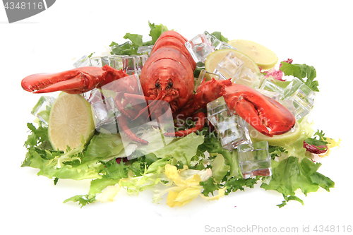 Image of orange lobster isolated