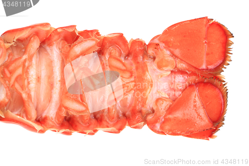 Image of orange lobster isolated