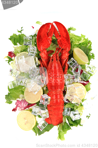 Image of orange lobster isolated