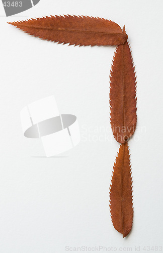 Image of 7 seven number: alphabet and numbers with autumn brown red dry leaf on white background