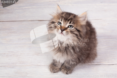 Image of Young fluffy kitten