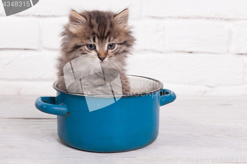 Image of Young fluffy kitten in the pot