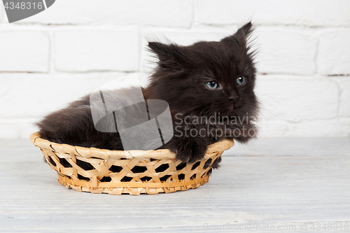 Image of Young black fluffy kitten in the basket