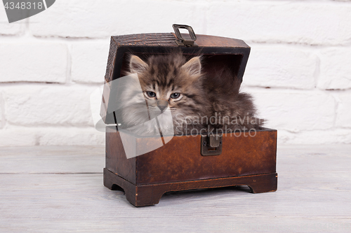 Image of Young fluffy kitten in the chest