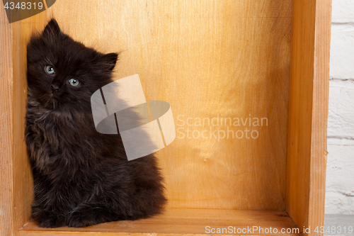 Image of Young black fluffy kitten