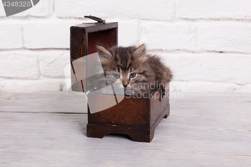 Image of Young fluffy kitten in the chest