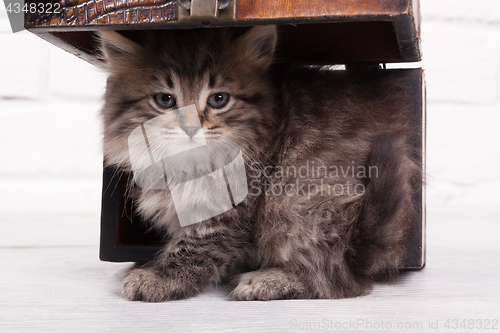 Image of Young fluffy kitten in the chest