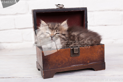 Image of Young fluffy kitten slipping in the chest