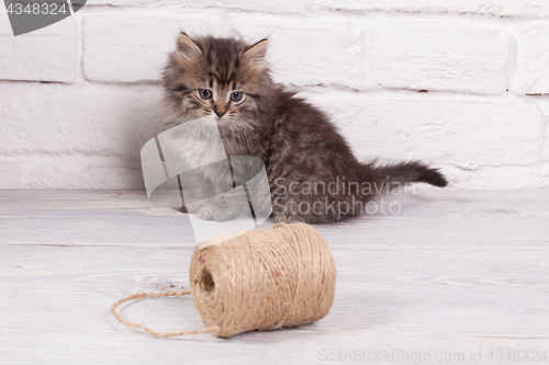 Image of Young fluffy kitten