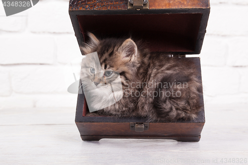 Image of Young fluffy kitten in the chest