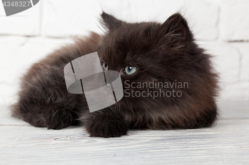 Image of Young black fluffy kitten