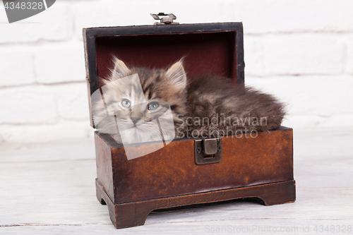 Image of Young fluffy kitten in the chest