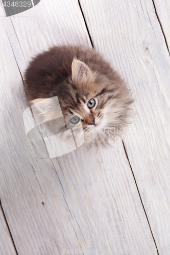 Image of Young fluffy kitten looking up