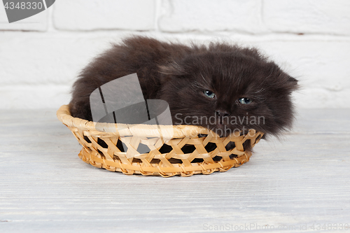 Image of Young black fluffy kitten in the basket