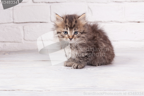 Image of Young fluffy kitten