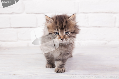 Image of Young fluffy kitten