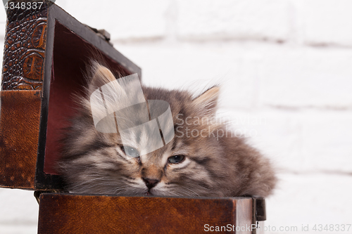 Image of Young fluffy kitten in the chest