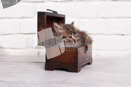 Image of Young fluffy kitten in the chest