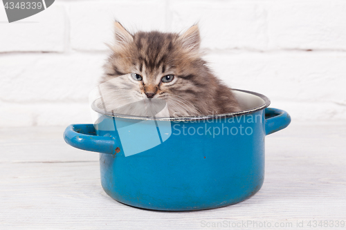 Image of Young fluffy kitten in the pot