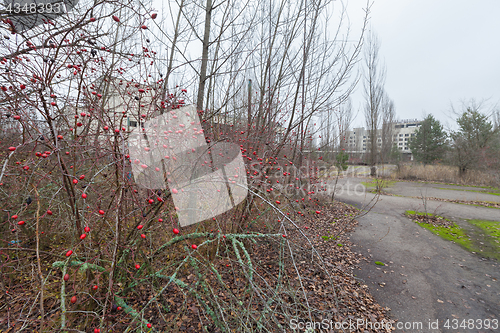 Image of Rose hips in central square in overgrown ghost city Pripyat.