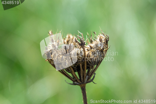 Image of Umbellifer Seed Head