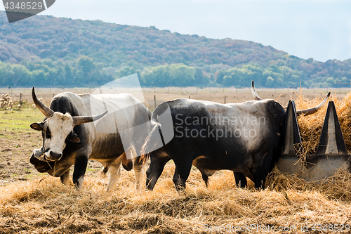 Image of Tuscan Maremma cows