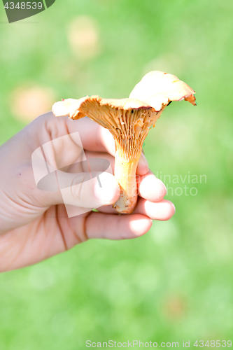 Image of chanterelle