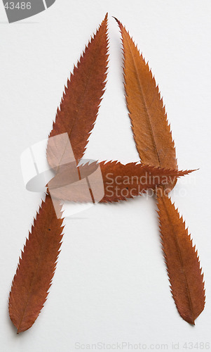 Image of A letter: alphabet and numbers with autumn brown red dry leaf on white background
