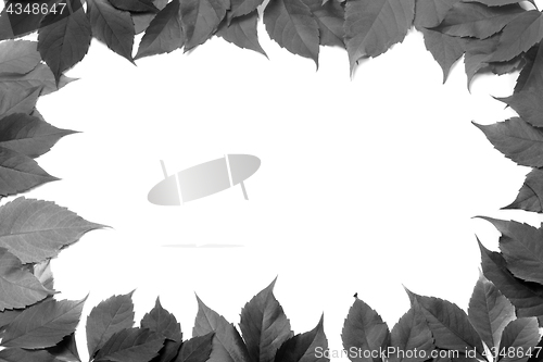 Image of Black and white leaves frame isolated on white background