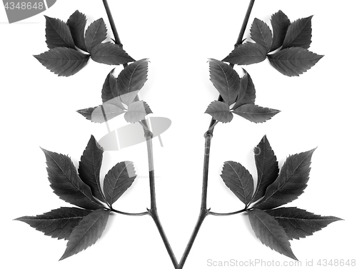 Image of Black and white composition of twigs grapes leave