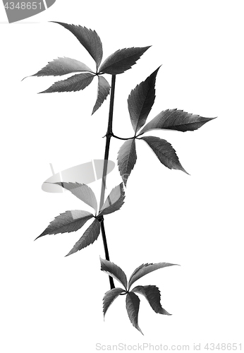 Image of Black and white branch of grapes leaves