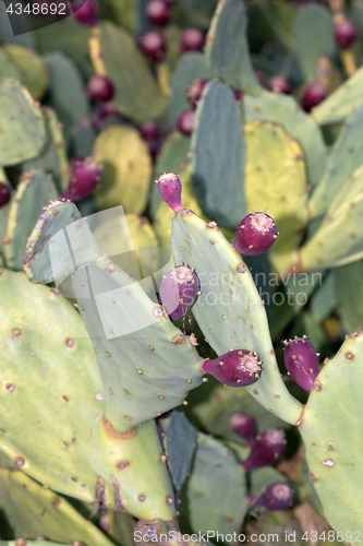 Image of prickly pear