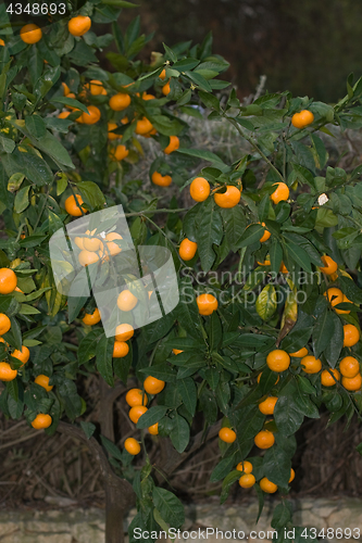 Image of Mandarin tree