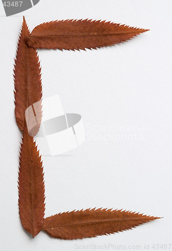 Image of C letter: alphabet and numbers with autumn brown red dry leaf on white background