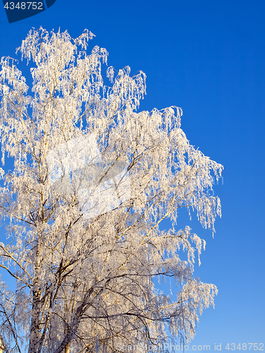 Image of winter