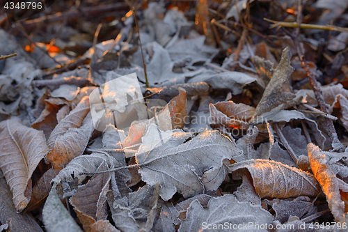 Image of Autumn frozen leaves background 